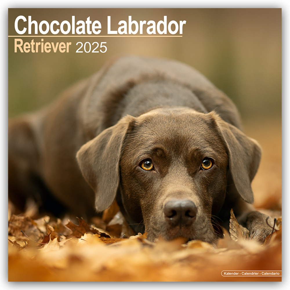 Cover: 9781804603604 | Chocolate Labrador Retriever - Brauner Labrador 2025 -...