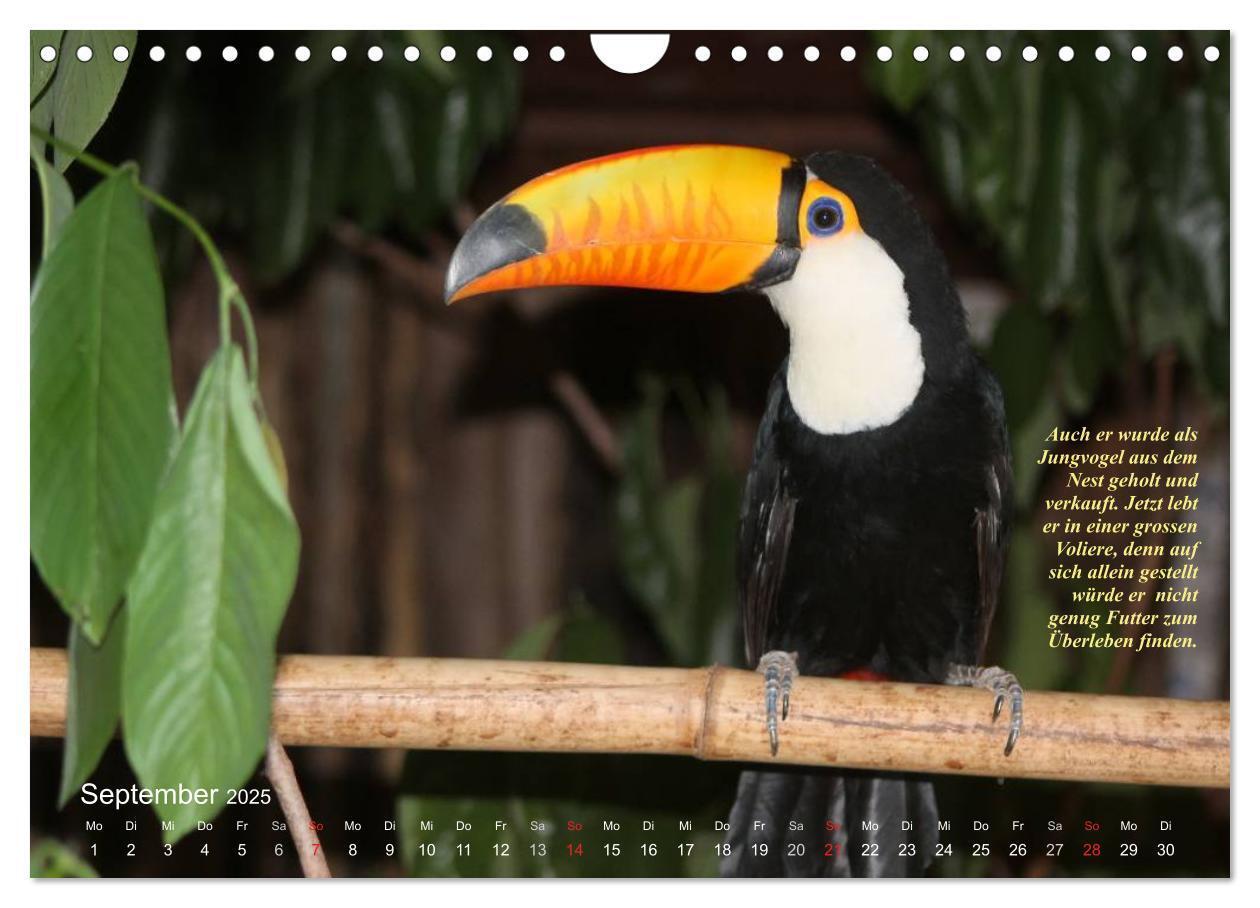 Bild: 9783435728350 | Blaustirnamazonen - Papageien in Paraguay (Wandkalender 2025 DIN A4...