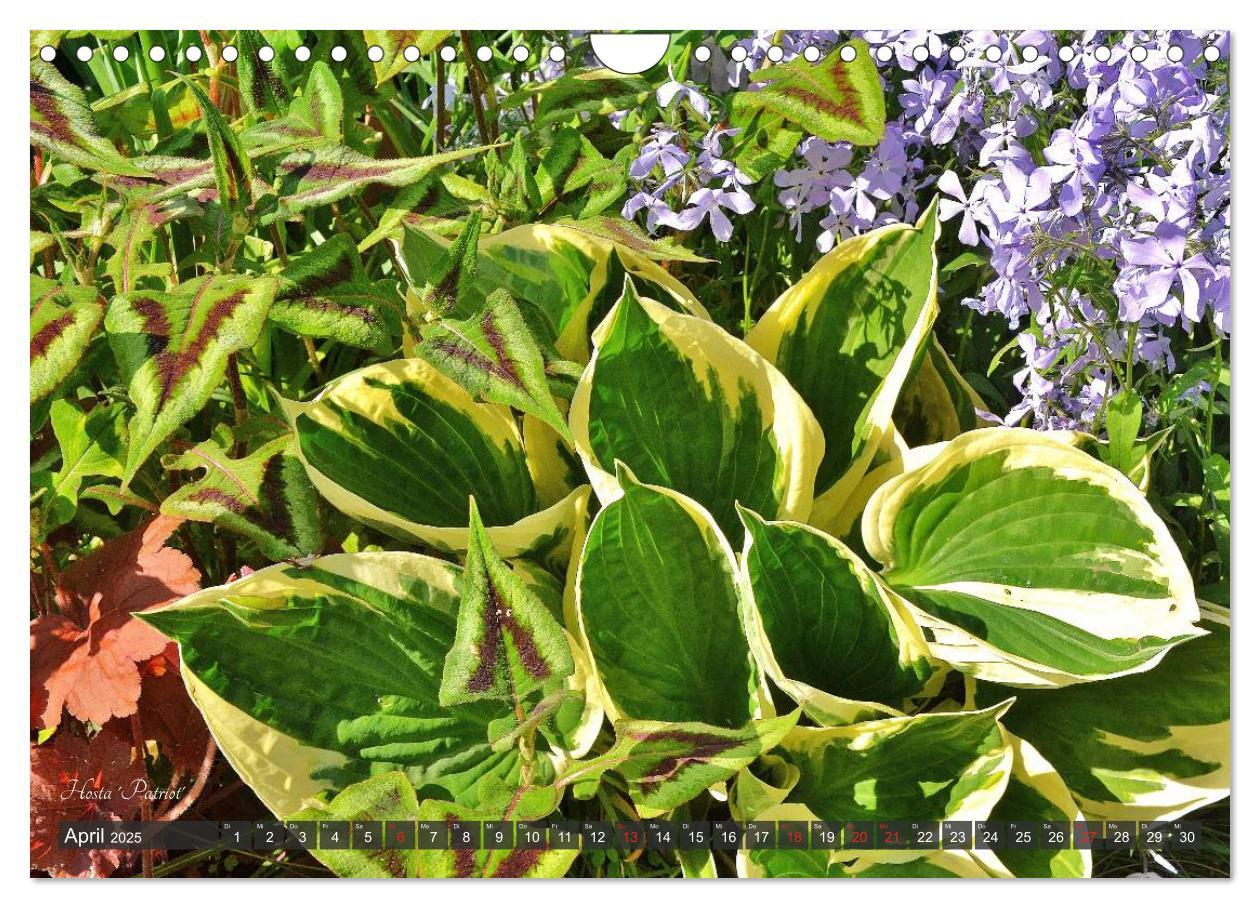 Bild: 9783435576814 | Hosta Staude mit Herz (Wandkalender 2025 DIN A4 quer), CALVENDO...