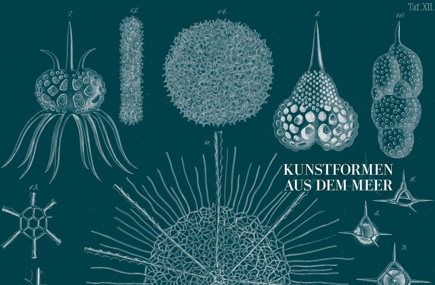 Bild: 9783791346601 | Ernst Haeckel | Kunstformen der Natur - Kunstformen aus dem Meer