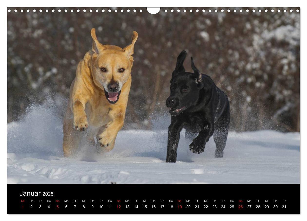 Bild: 9783435761319 | Labrador Retriever 2025 (Wandkalender 2025 DIN A3 quer), CALVENDO...