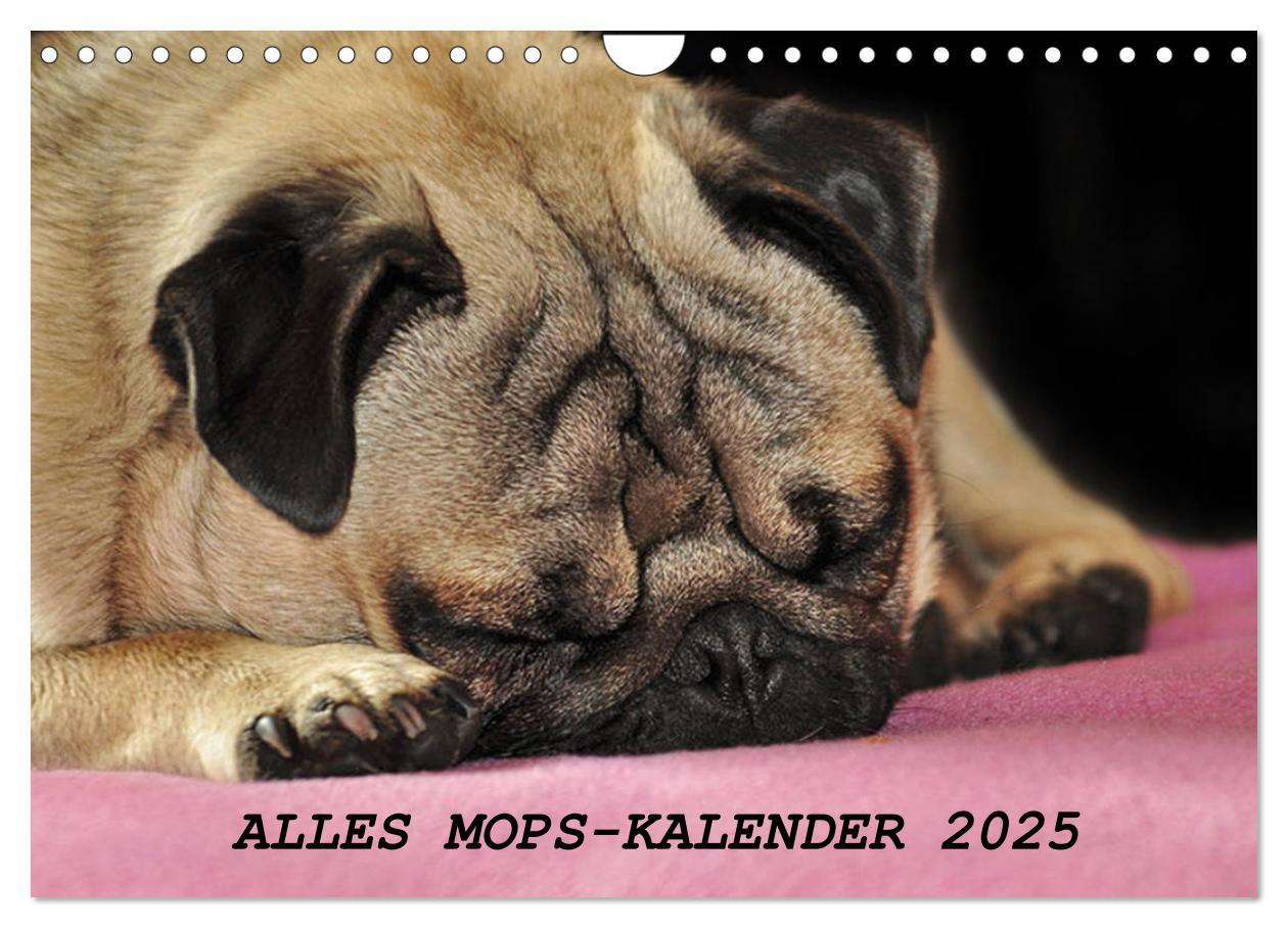 Cover: 9783435391530 | Alles Mops-Kalender 2025 (Wandkalender 2025 DIN A4 quer), CALVENDO...