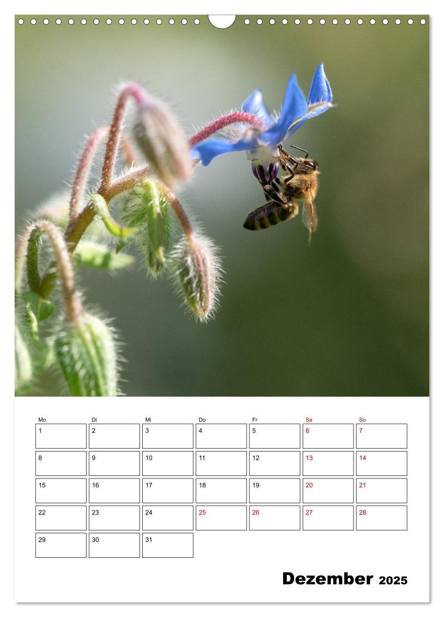 Bild: 9783435879168 | Hummeln und Bienen Terminplaner (Wandkalender 2025 DIN A3 hoch),...