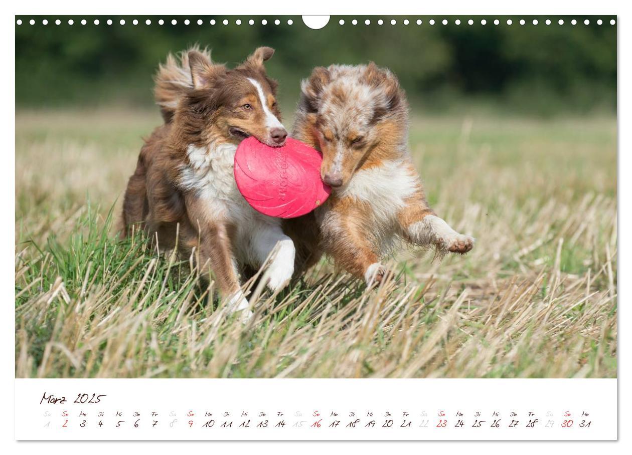 Bild: 9783435809196 | Wunderbare Australian Shepherds (Wandkalender 2025 DIN A3 quer),...