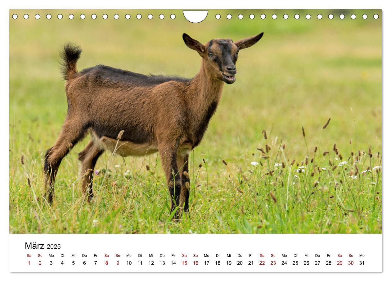 Bild: 9783435354375 | Alte Nutztierrassen 2025 (Wandkalender 2025 DIN A4 quer), CALVENDO...