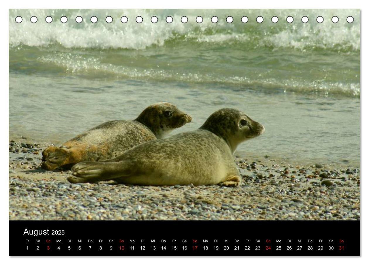 Bild: 9783435814251 | An der Nordsee (Tischkalender 2025 DIN A5 quer), CALVENDO...