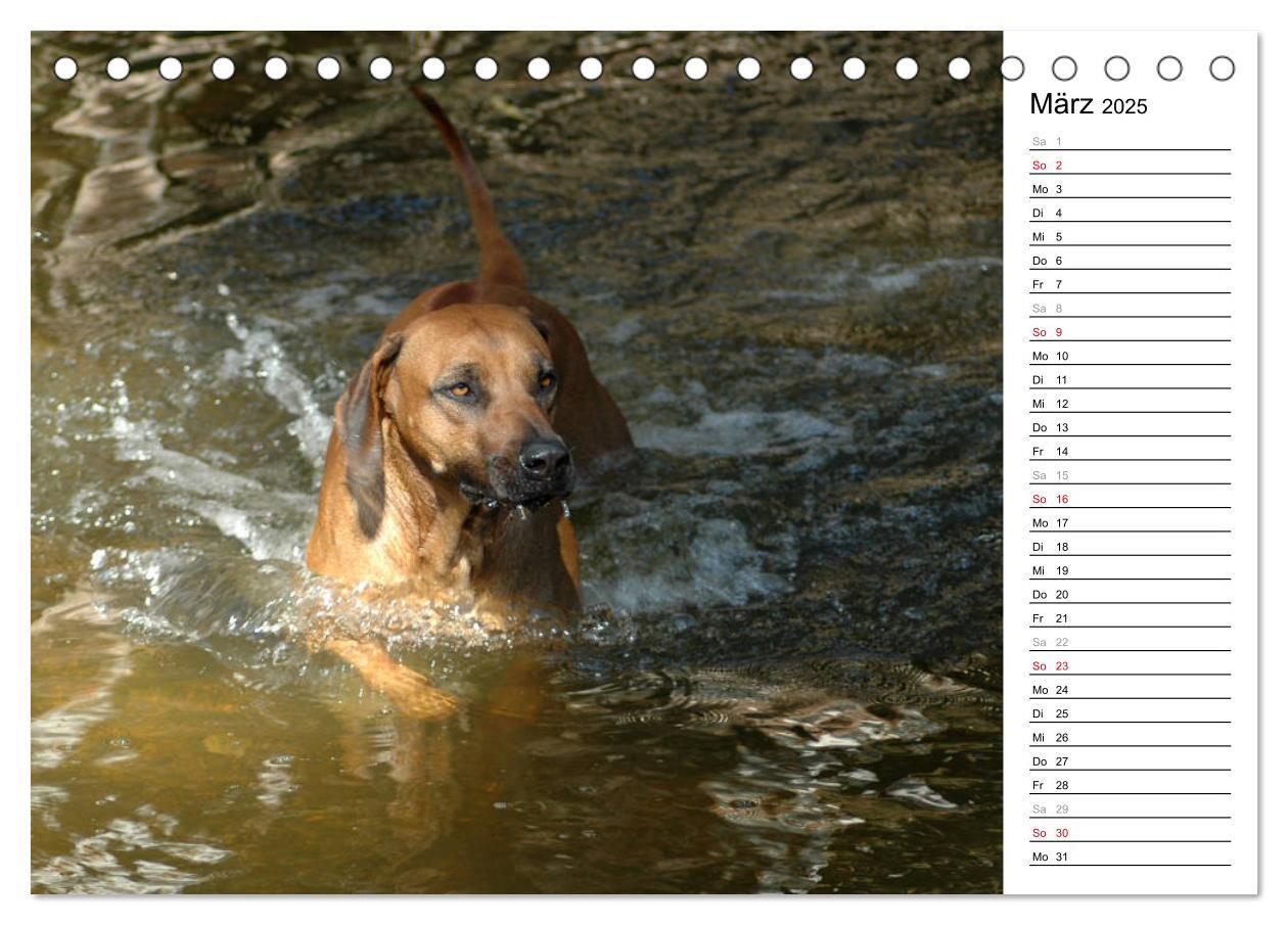 Bild: 9783435450664 | Rhodesian Ridgeback Terminkalender (Tischkalender 2025 DIN A5...