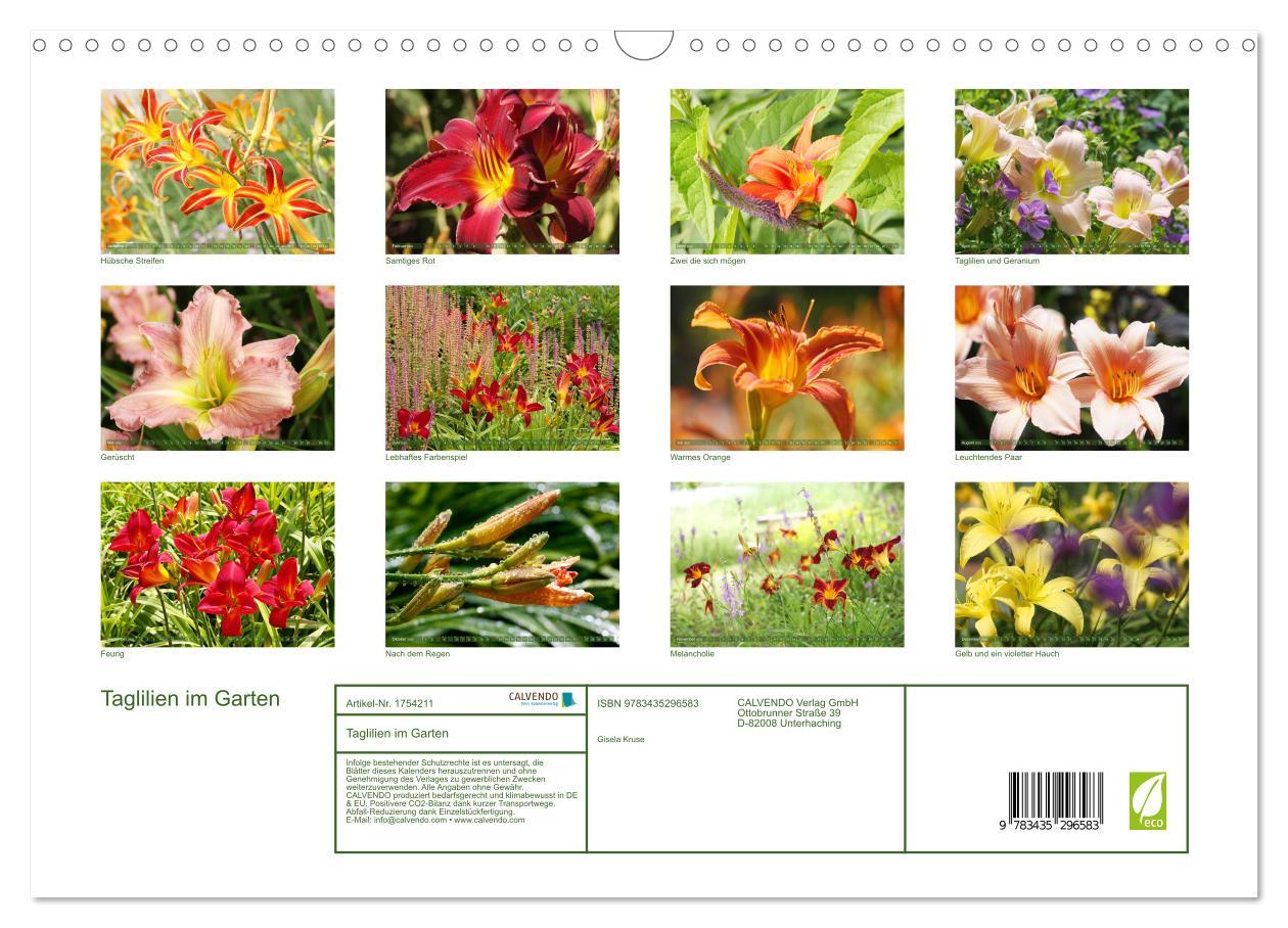 Bild: 9783435296583 | Taglilien im Garten (Wandkalender 2025 DIN A3 quer), CALVENDO...