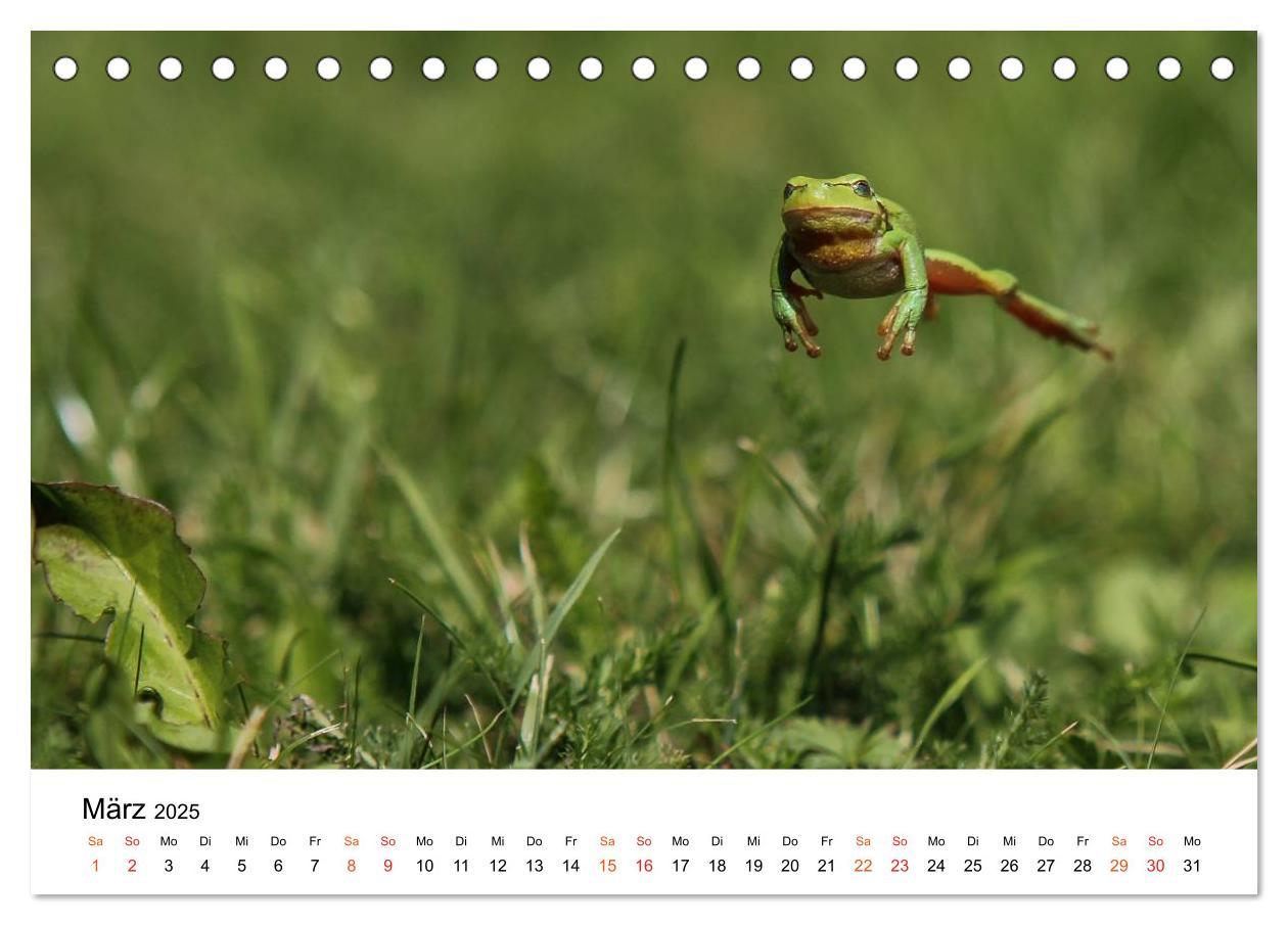 Bild: 9783435695966 | Besucher im Garten - Laubfrösche (Tischkalender 2025 DIN A5 quer),...