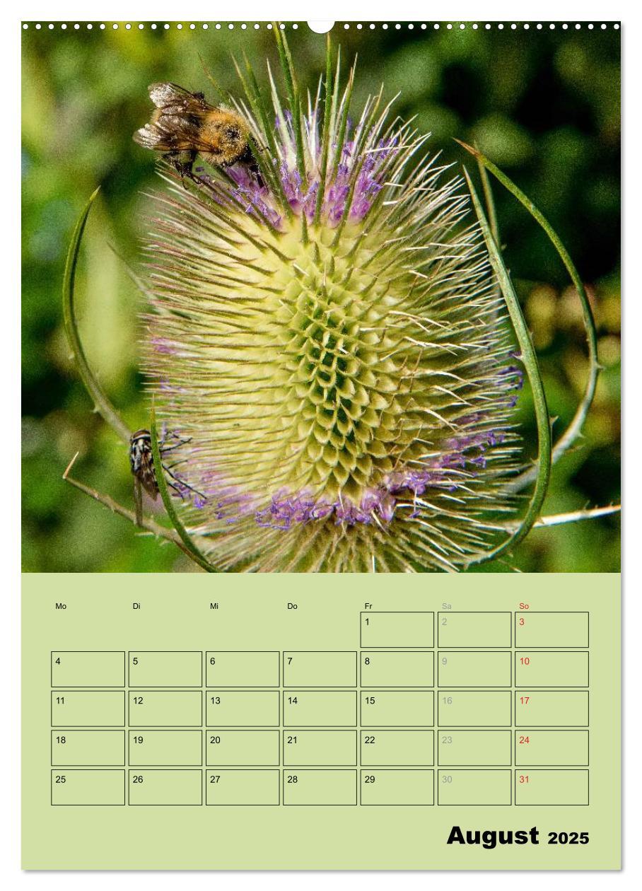 Bild: 9783457051443 | Bienenplaner (Wandkalender 2025 DIN A2 hoch), CALVENDO Monatskalender