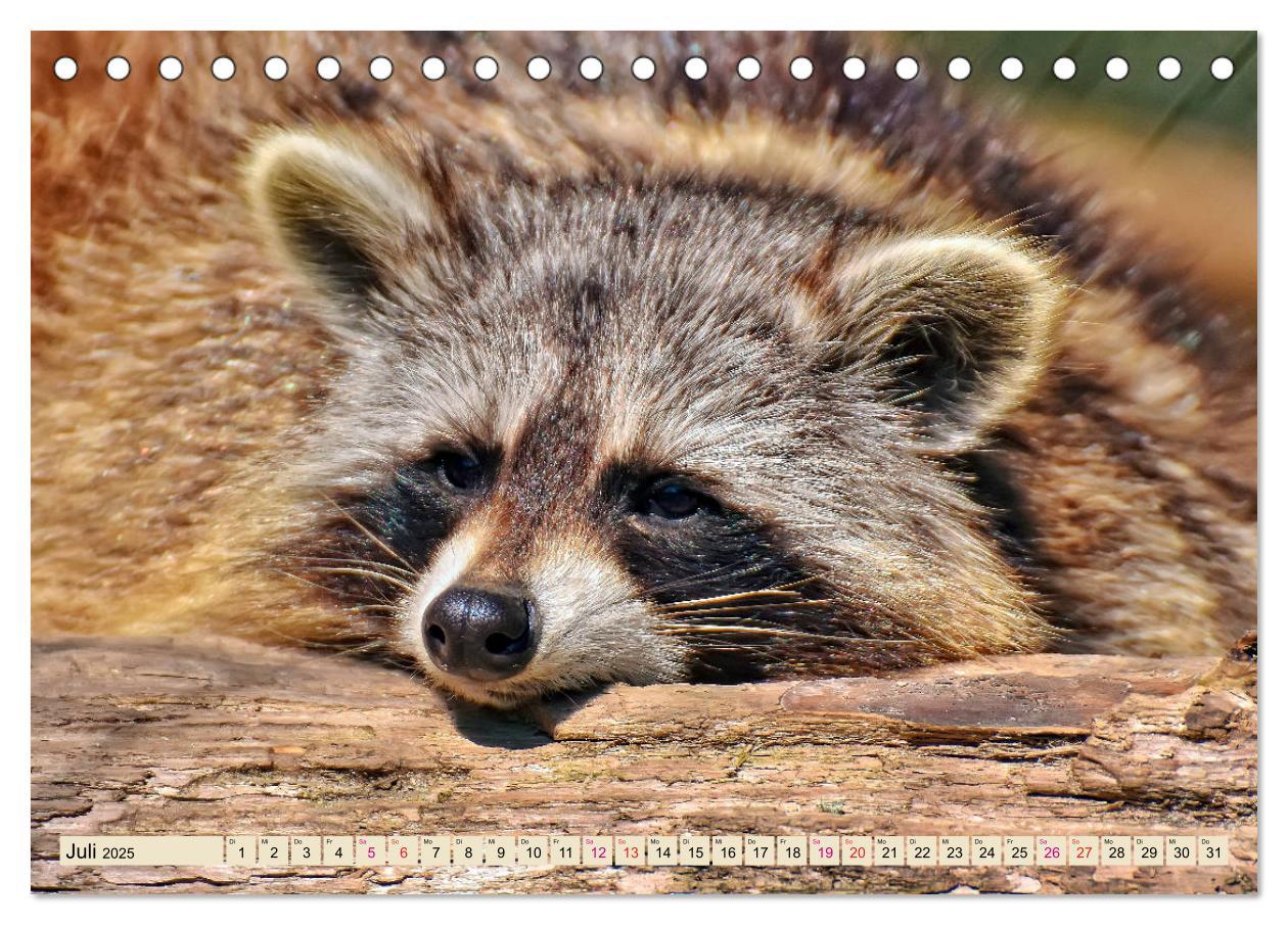 Bild: 9783435333868 | Waschbär - Niedlicher Allesfresser (Tischkalender 2025 DIN A5...