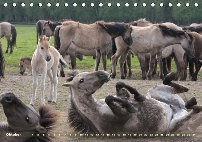 Bild: 9783660482171 | Dülmener Wildpferde - Gefährdete Nutztierrasse (Tischkalender...