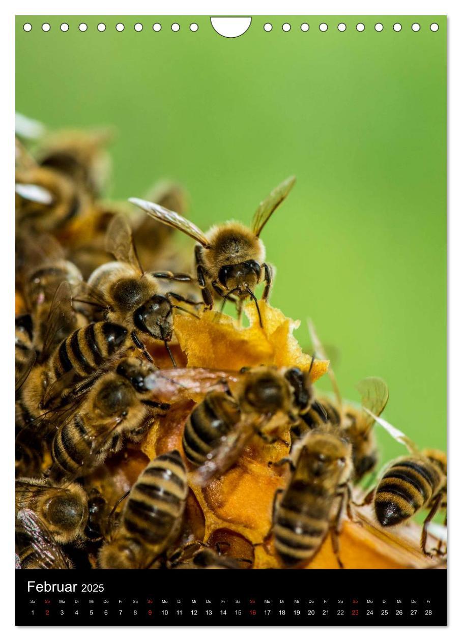 Bild: 9783457052723 | Bienenkalender (Wandkalender 2025 DIN A4 hoch), CALVENDO...