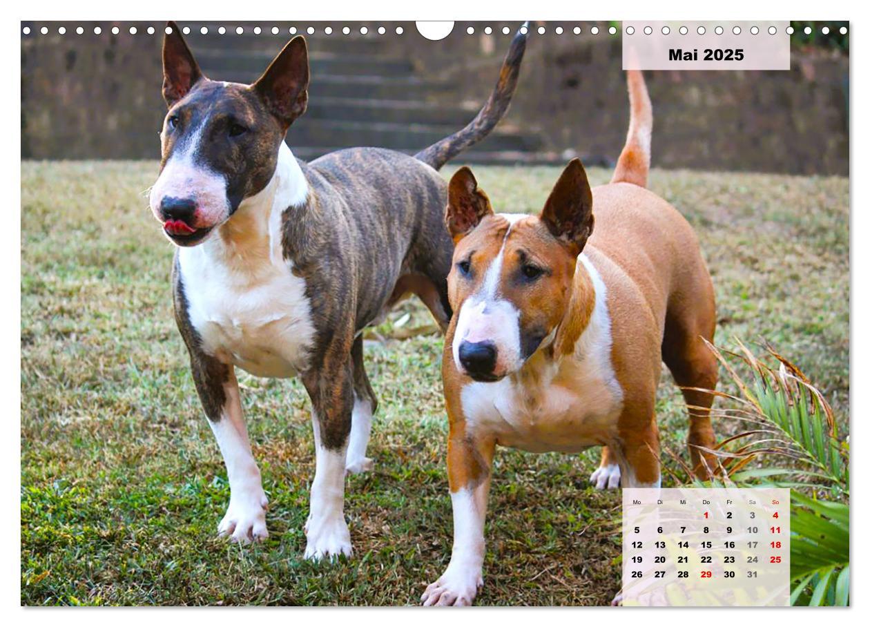 Bild: 9783383947117 | Bullterrier. Freudiges Wesen und Charakter (Wandkalender 2025 DIN...