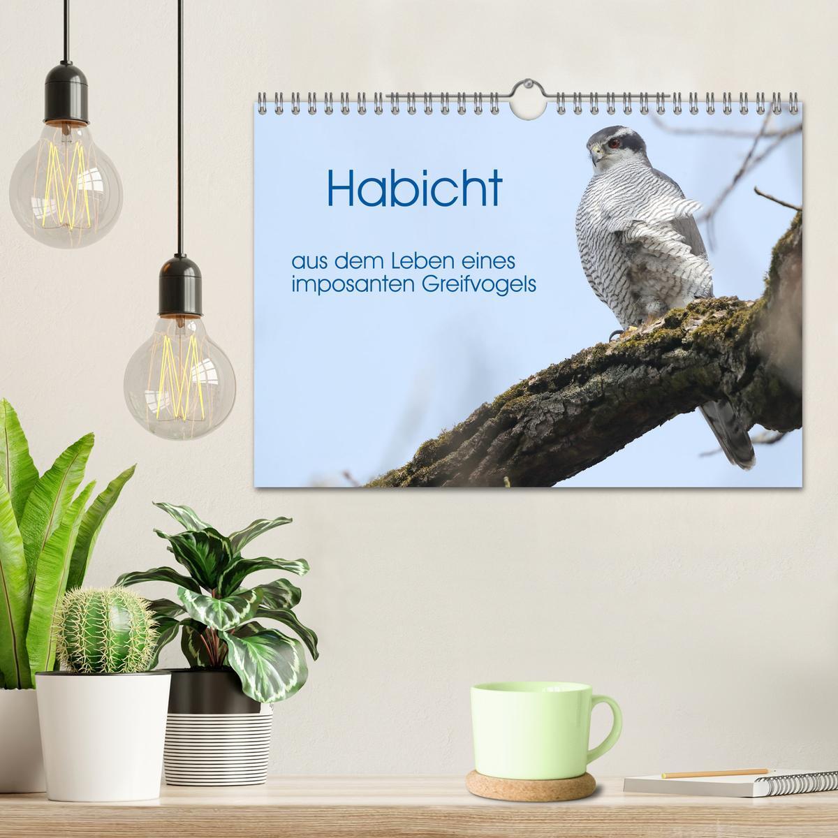 Bild: 9783383837128 | Habicht - aus dem Leben eines imposanten Greifvogels (Wandkalender...