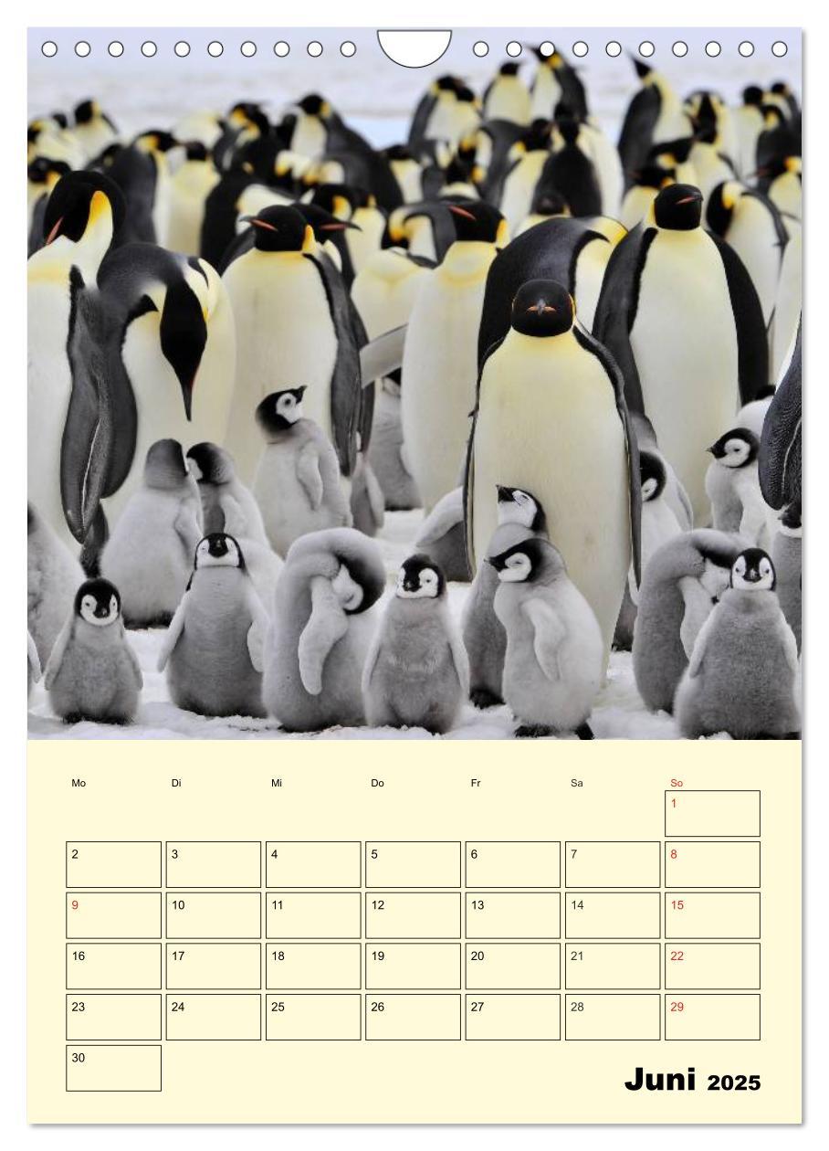 Bild: 9783457018637 | Pinguine. Wackeln im Thermo-Frack (Wandkalender 2025 DIN A4 hoch),...