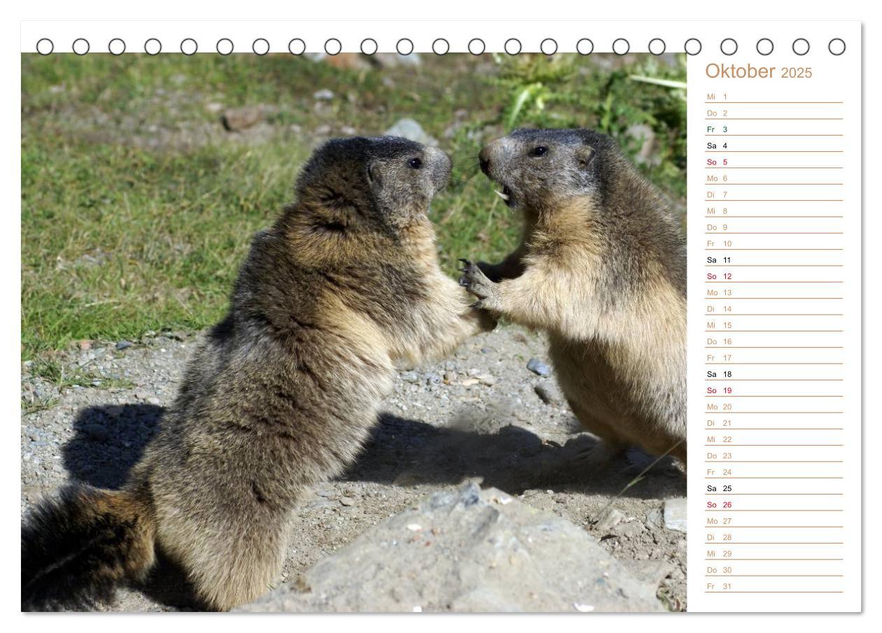 Bild: 9783435500482 | Wildlife - Verspielte Murmeltiere (Tischkalender 2025 DIN A5 quer),...