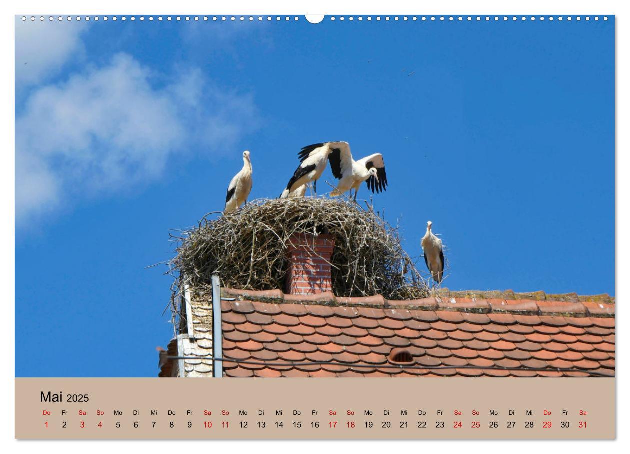 Bild: 9783435019366 | Der Storchenkalender (Wandkalender 2025 DIN A2 quer), CALVENDO...