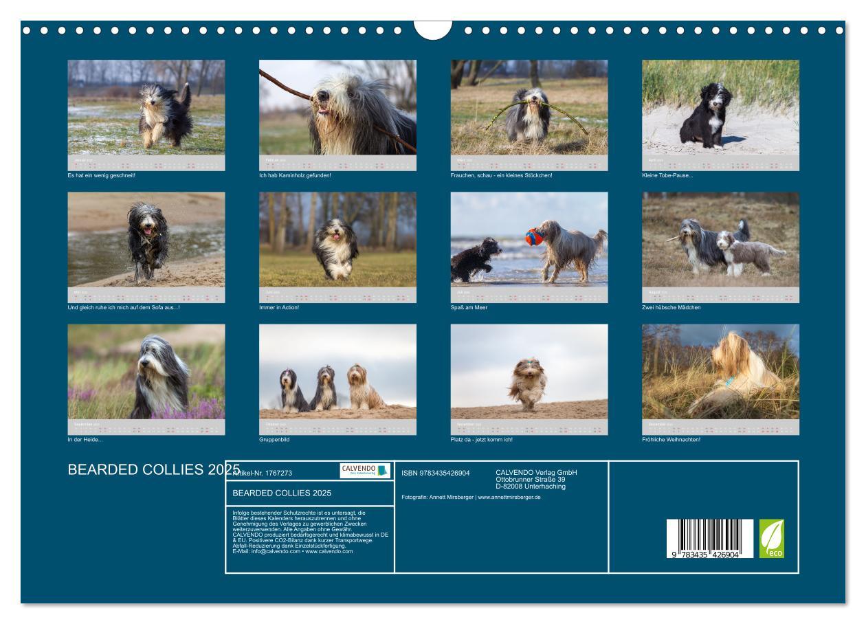 Bild: 9783435426904 | BEARDED COLLIES 2025 (Wandkalender 2025 DIN A3 quer), CALVENDO...