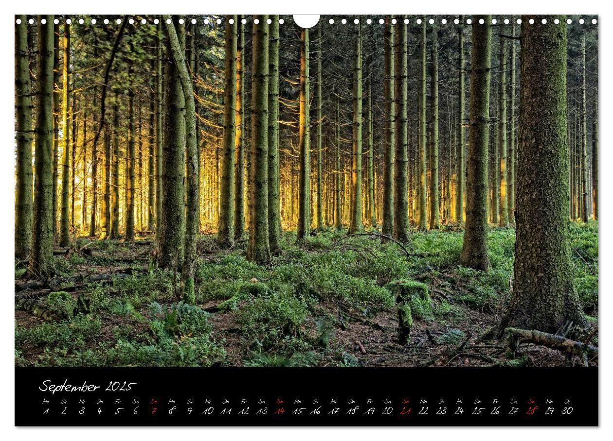 Bild: 9783435518722 | Hochmoor Hohes Venn (Wandkalender 2025 DIN A3 quer), CALVENDO...