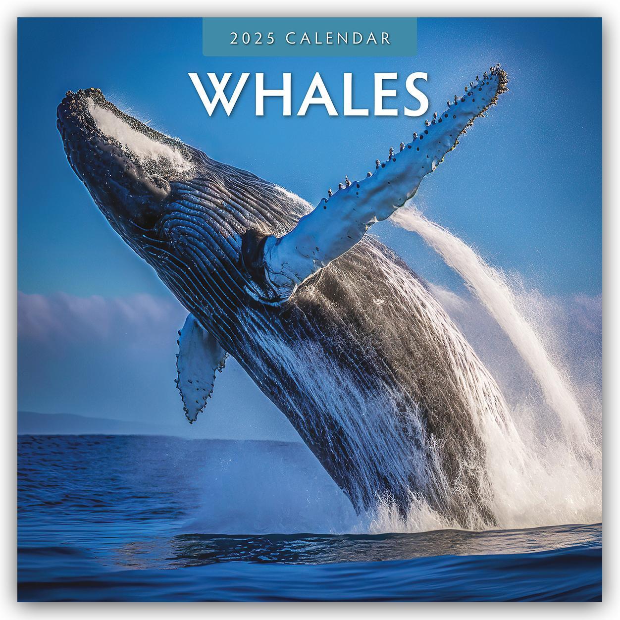 Cover: 9781804424131 | Whales - Wale 2025 - 16-Monatskalender | Robin Red | Kalender | 14 S.