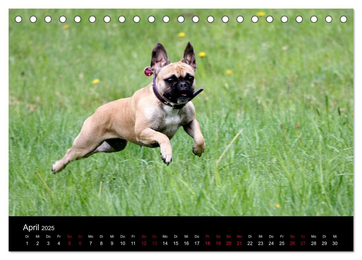 Bild: 9783435370573 | Französische Bulldoggen - Schutzengel auf 4 Pfoten (Tischkalender...