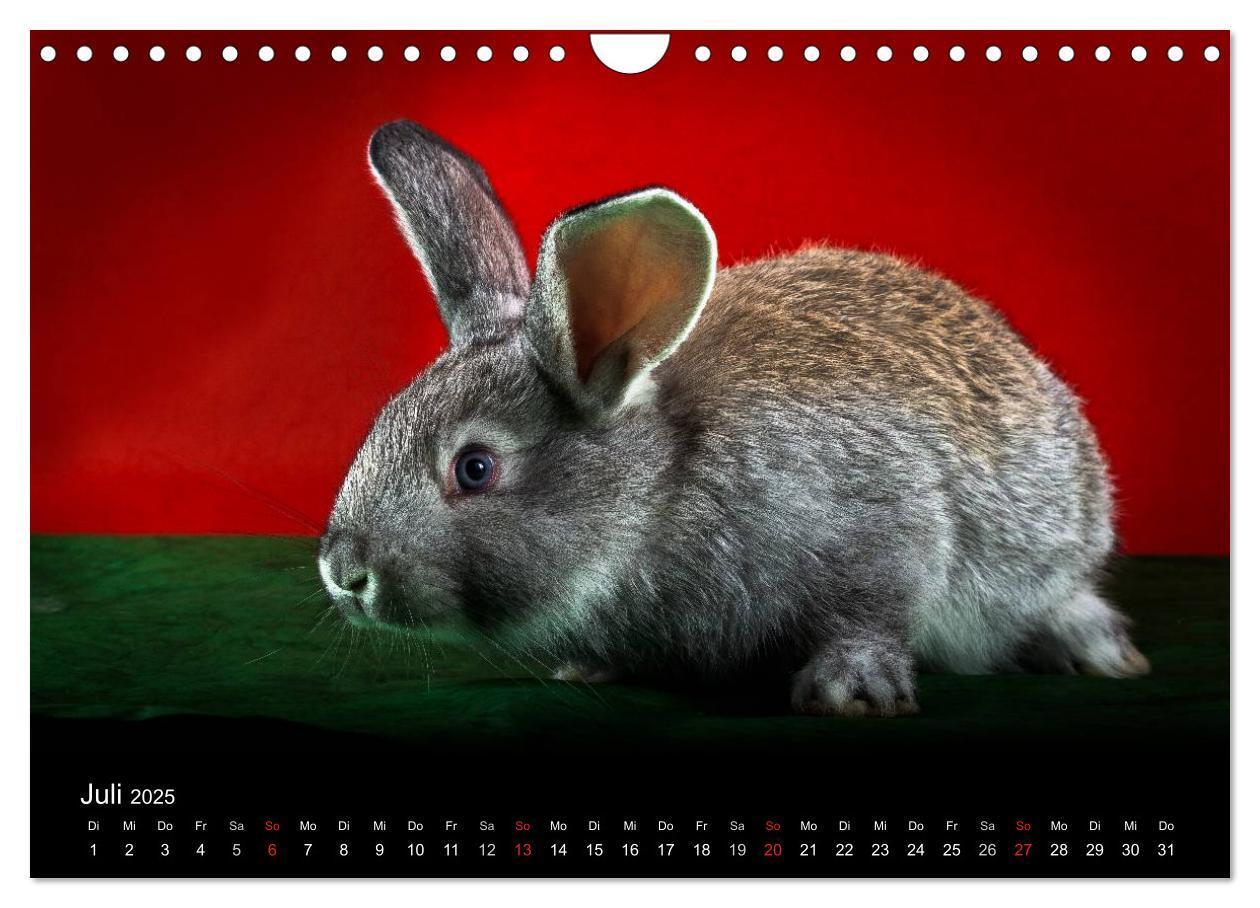 Bild: 9783435761371 | Lustige Kaninchen (Wandkalender 2025 DIN A4 quer), CALVENDO...