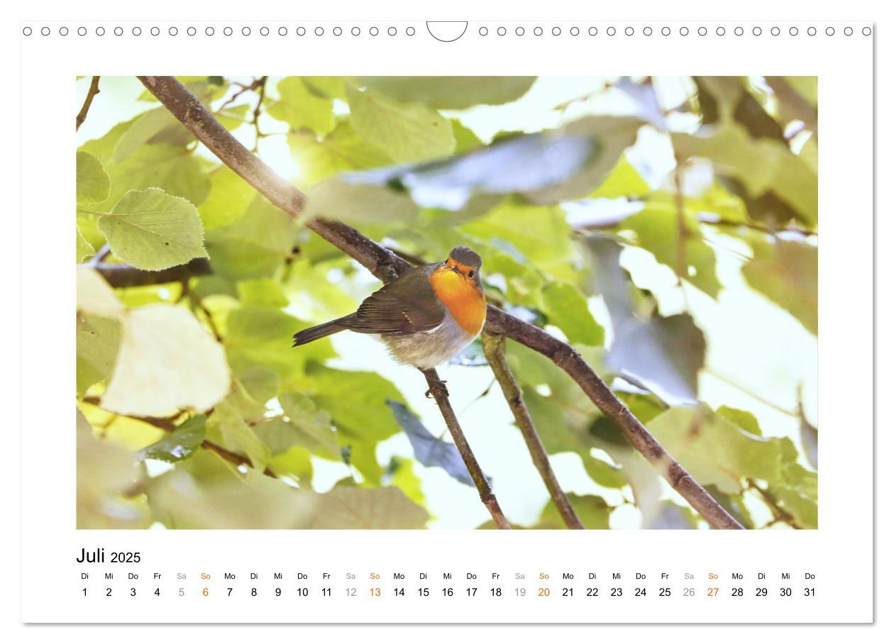 Bild: 9783383914829 | Zauberhafte Rotkehlchen (Wandkalender 2025 DIN A3 quer), CALVENDO...