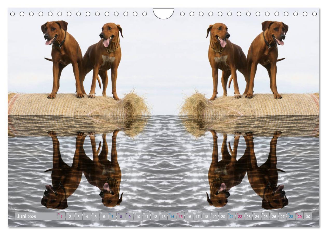 Bild: 9783435369614 | Rhodesian Ridgeback - Moments (Wandkalender 2025 DIN A4 quer),...