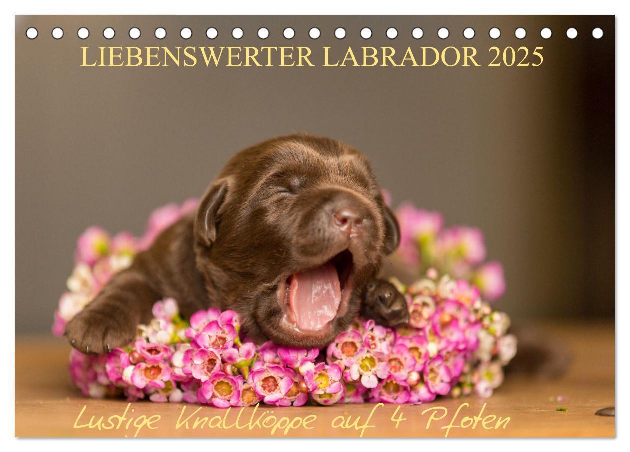 Cover: 9783435531158 | Liebenswerter Labrador 2025 (Tischkalender 2025 DIN A5 quer),...