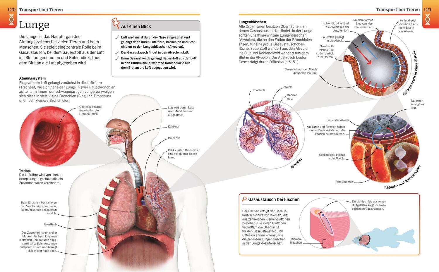 Bild: 9783831042906 | Visuelles Wissen. Biologie | Taschenbuch | Visuelles Wissen | 288 S.