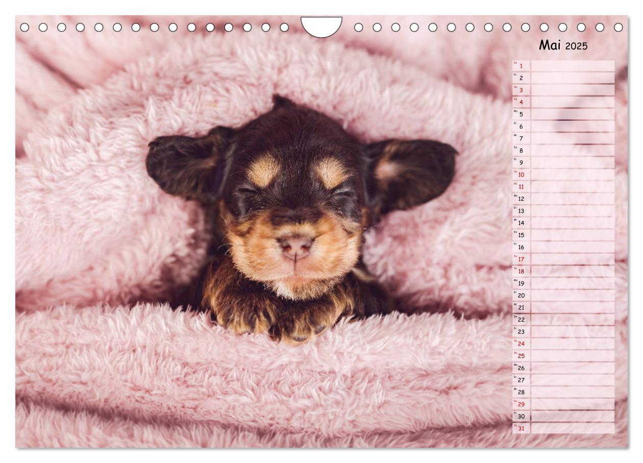 Bild: 9783435119844 | English Cocker Spaniel Welpen (Wandkalender 2025 DIN A4 quer),...