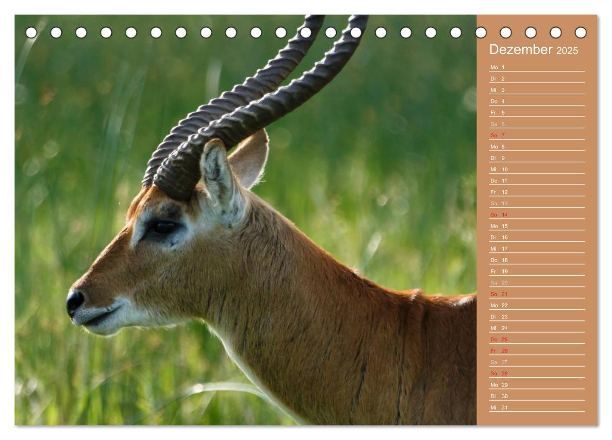 Bild: 9783435669837 | Afrika - Faszinierende Tierwelt (Tischkalender 2025 DIN A5 quer),...