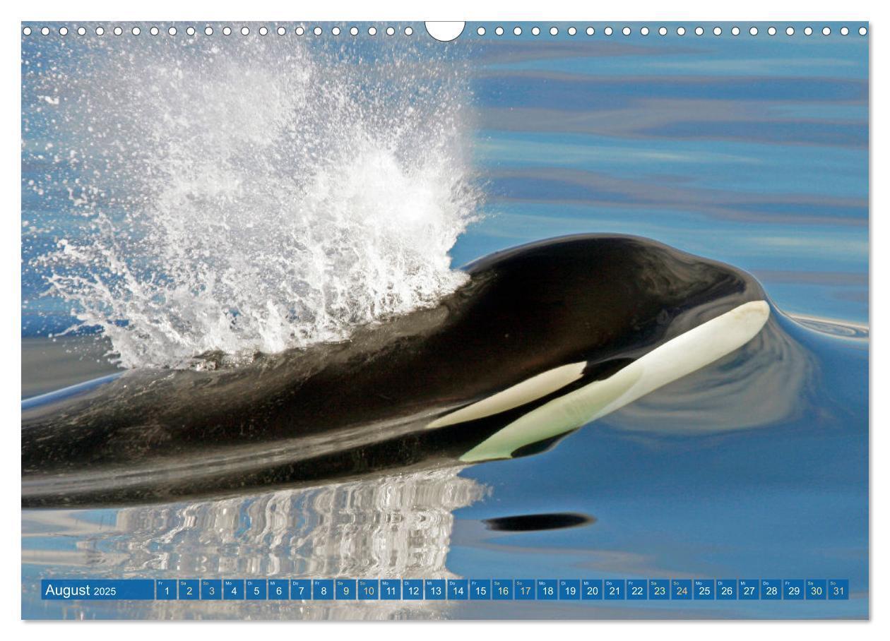 Bild: 9783383864605 | Orcas: Schwarz-weiße Giganten (Wandkalender 2025 DIN A3 quer),...