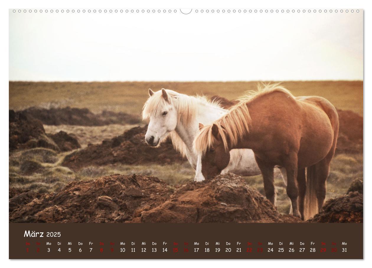 Bild: 9783435071364 | Das Islandpferd (Wandkalender 2025 DIN A2 quer), CALVENDO...