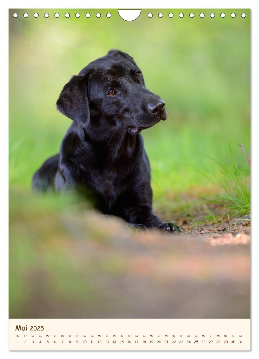 Bild: 9783457065211 | Labrador Retriever (Wandkalender 2025 DIN A4 hoch), CALVENDO...