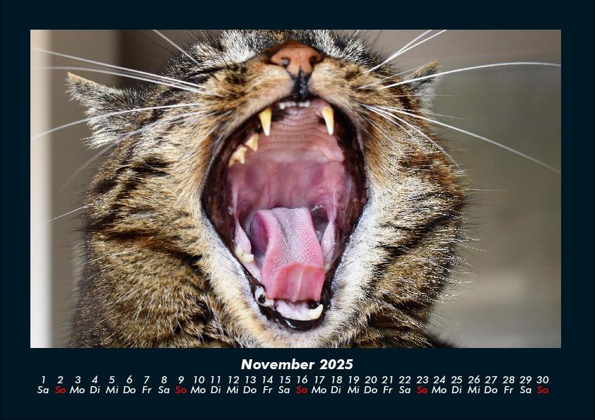 Bild: 9783755970750 | Für Katzenfreunde 2025 Fotokalender DIN A4 | Tobias Becker | Kalender