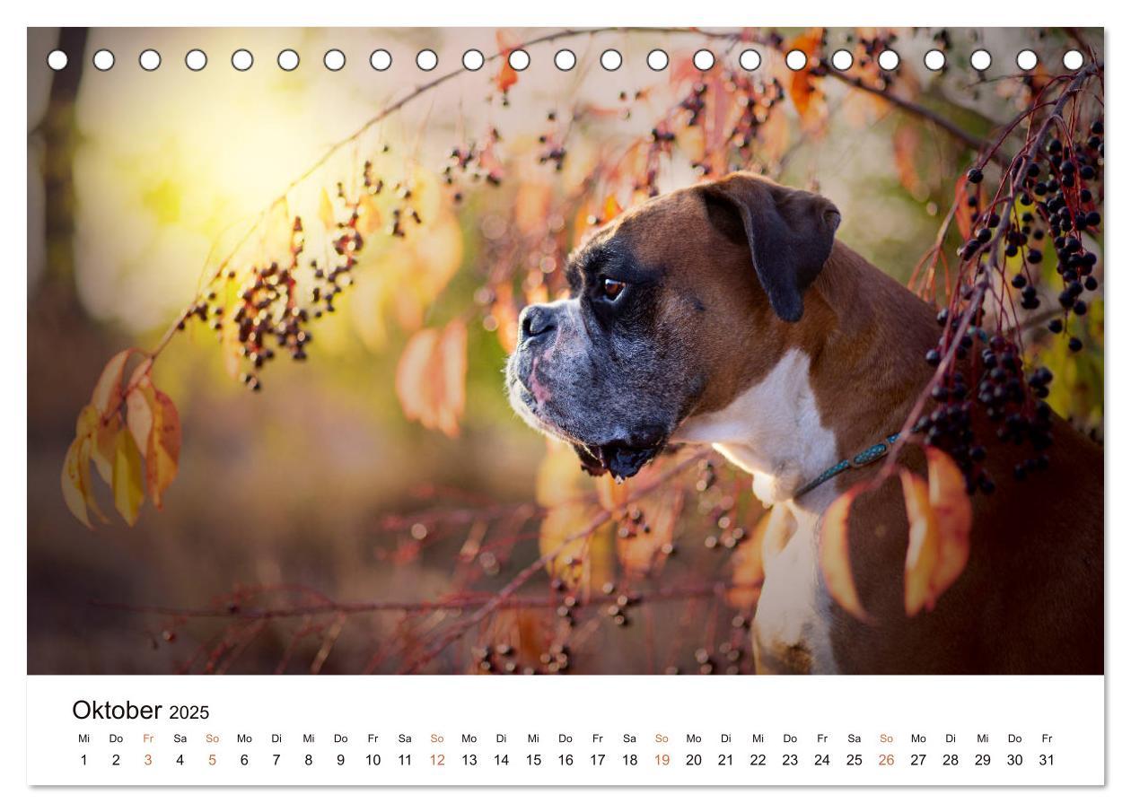 Bild: 9783435159253 | Deutscher Boxer (Tischkalender 2025 DIN A5 quer), CALVENDO...