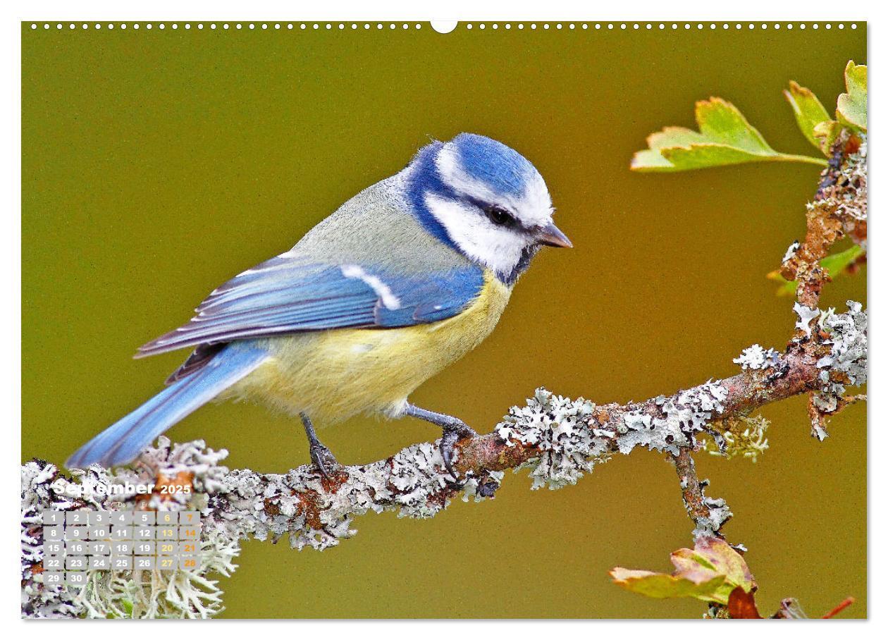 Bild: 9783383874826 | Amsel, Fink und Star: Heimische Vögel (Wandkalender 2025 DIN A2...