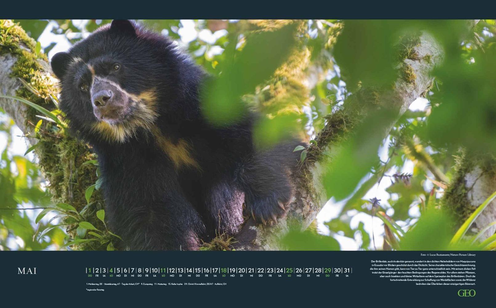 Bild: 4002725988645 | GEO - Bedrohte Tierwelt 2025 Wandkalender, 58x36cm, Posterkalender...