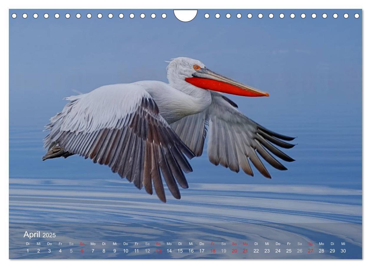 Bild: 9783435699759 | Pelikan-Kalender (Wandkalender 2025 DIN A4 quer), CALVENDO...