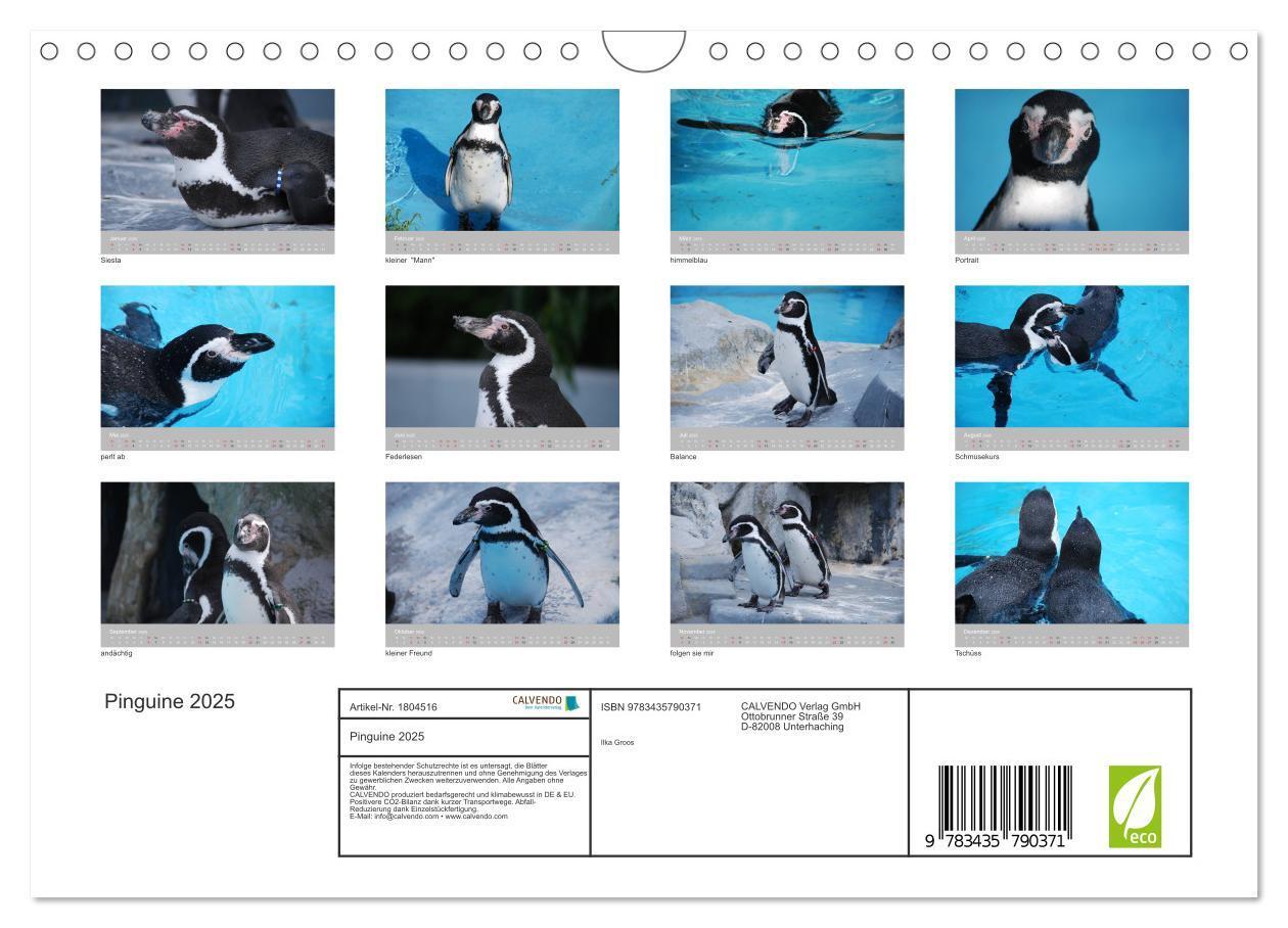 Bild: 9783435790371 | Pinguine 2025 (Wandkalender 2025 DIN A4 quer), CALVENDO Monatskalender