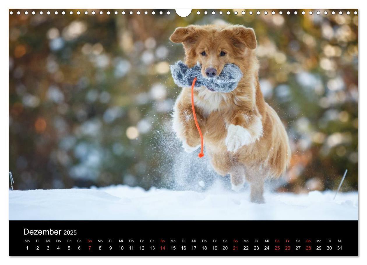 Bild: 9783435629213 | Toller - Nova Scotia Duck Tolling Retriever (Wandkalender 2025 DIN...