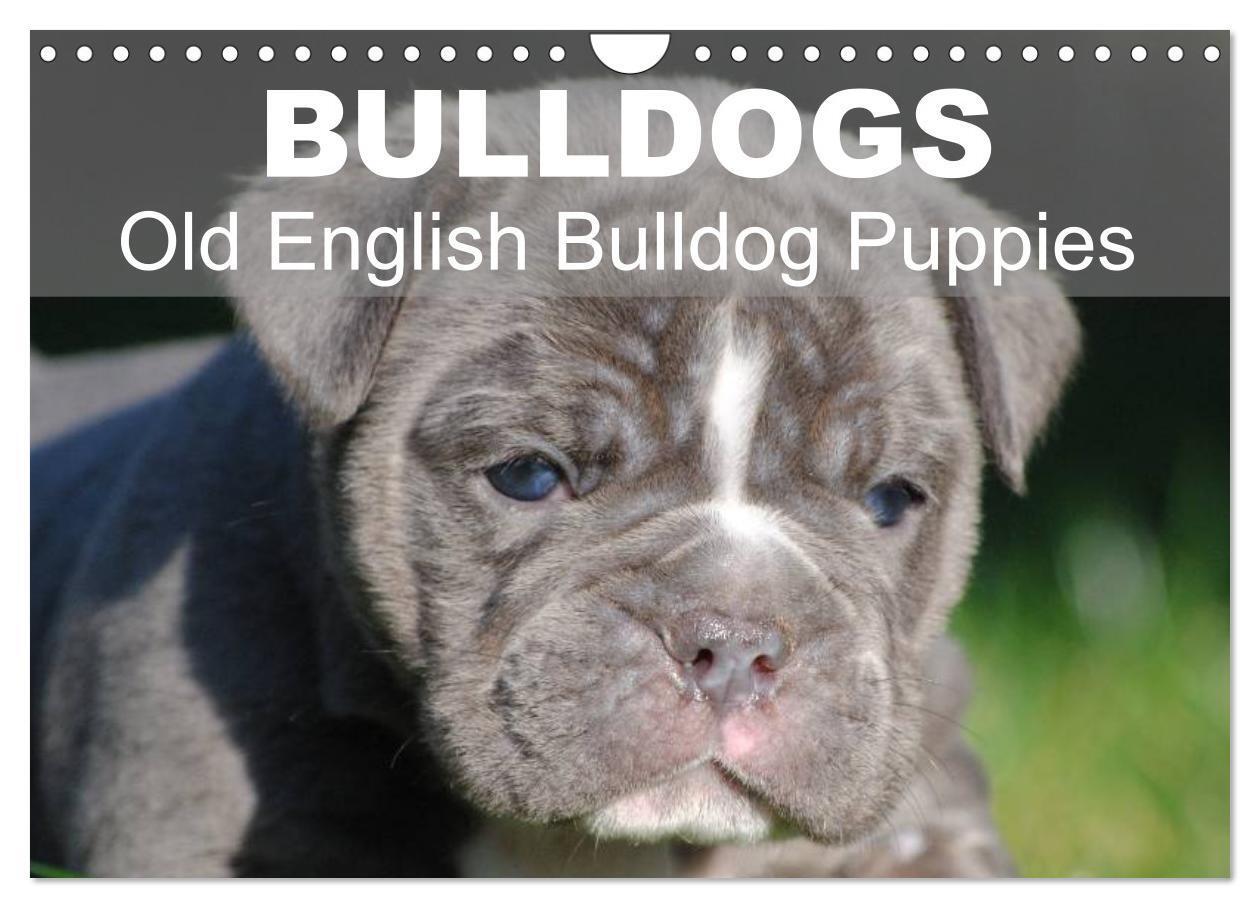 Cover: 9781325965977 | Bulldogs - Old English Bulldog Puppies (Wall Calendar 2025 DIN A4...