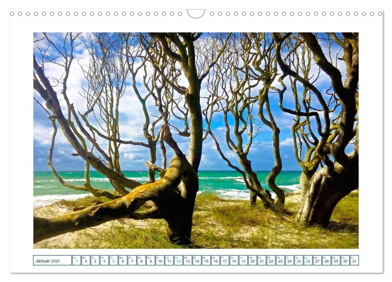 Bild: 9783457242162 | Der Weststrand am Darß (Wandkalender 2025 DIN A3 quer), CALVENDO...