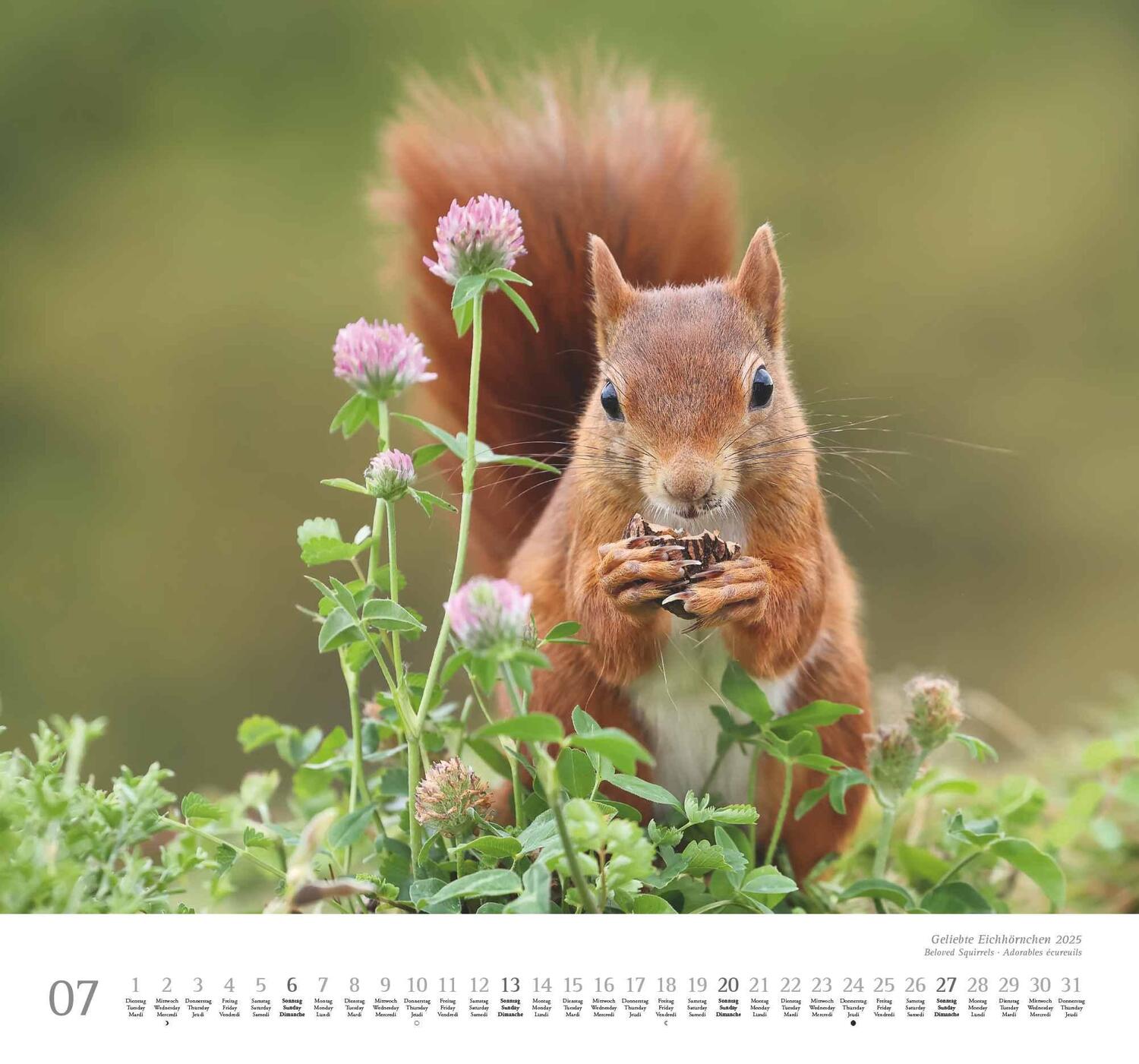 Bild: 4250809652696 | Geliebte Eichhörnchen 2025 - DUMONT Wandkalender - mit den...