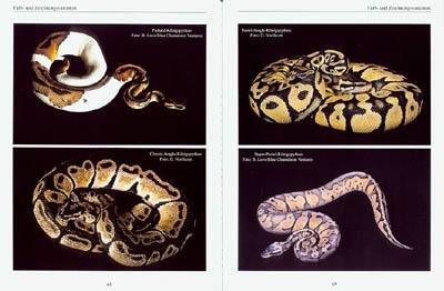 Bild: 9783931587673 | Python Regius. Der Königspython | Thomas Kölpin | Taschenbuch | 94 S.