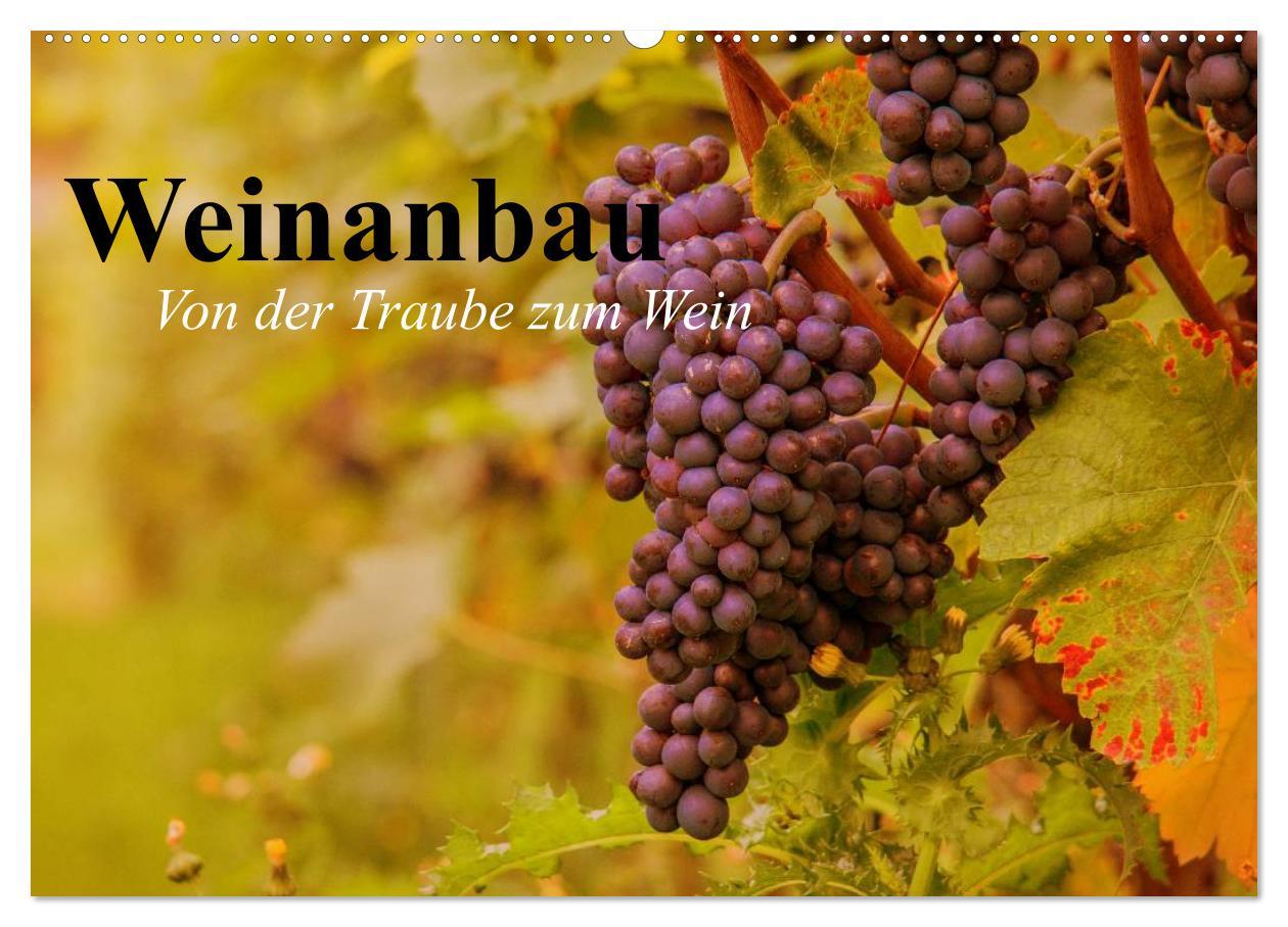 Cover: 9783435513178 | Weinanbau. Von der Traube zum Wein (Wandkalender 2025 DIN A2 quer),...