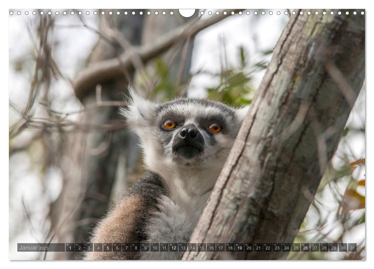 Bild: 9783435282296 | Tierisches Madagaskar (Wandkalender 2025 DIN A3 quer), CALVENDO...