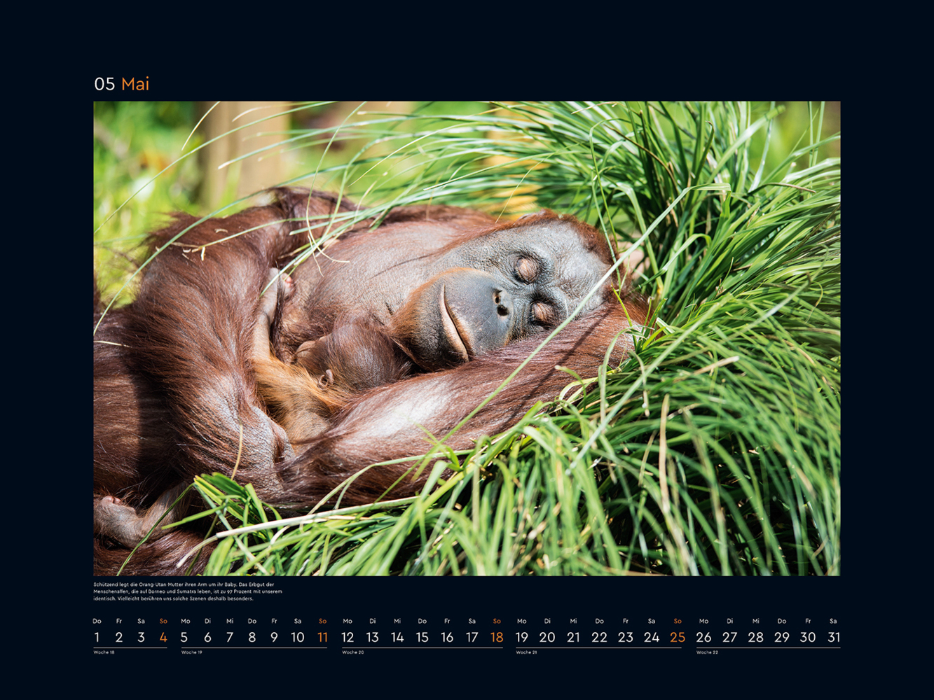 Bild: 9783965913639 | Tierfamilien rund um die Welt - KUNTH Wandkalender 2025 | Kalender